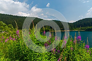 Landscape withb beautiful lake  , Bolboci  , Romania