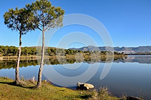 Landscape withpine trees and reflections