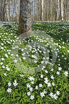 Landscape with wood anemones