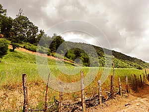 Landscape of wood hedges next to lush forest hills on a cloudy day, northern cities of Iran