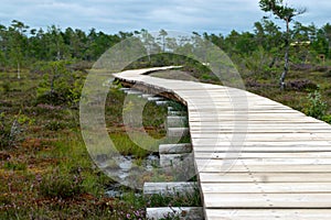 Landscape with a wooden footbridge in a swampy forest, tourist infrastructure, opportunity to get to know nature