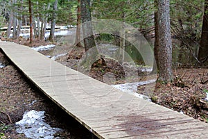 Landscape wooden path in the forest by the river in spring