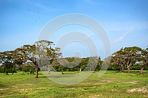 Landscape of Yala National Park, Sri Lanka