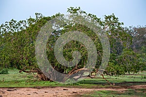 Landscape of Yala National Park, Sri Lanka