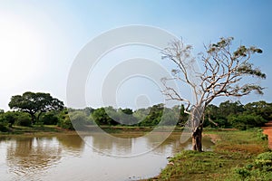 Landscape of Yala National Park, Sri Lanka