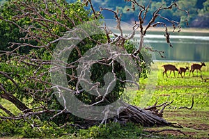 Landscape of Yala National Park, Sri Lanka