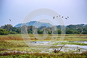 Landscape of Yala National Park, Sri Lanka