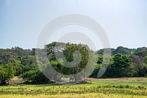 Landscape of Yala National Park, Sri Lanka