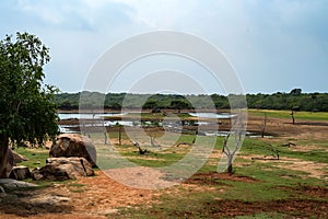 Landscape of Yala National Park, Sri Lanka