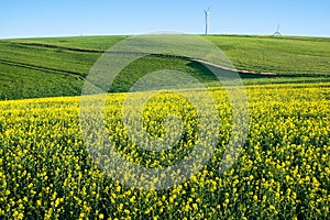 Landscape with yellow blooming raps field, agriculture in spring, countryside in Germany, cultivated farmland