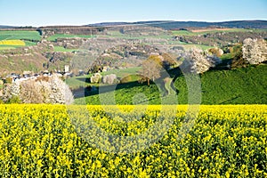 Landscape with yellow blooming raps field, agriculture in spring, countryside in Germany, cultivated farmland