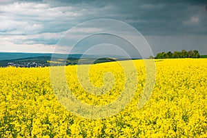 Landscape with yellow blooming raps field, agriculture in spring, countryside in Germany, cultivated farmland