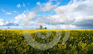 Landscape with yellow blooming raps field, agriculture in spring, countryside in Germany, cultivated farmland photo
