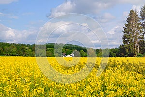 Landscape with yellow fields of blooming rapeseed