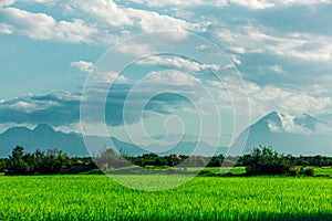 Landscape of yellow fields and cloudy mountains