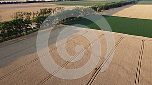 Landscape yellow fields of ripe wheat, field green agricultural plants highway