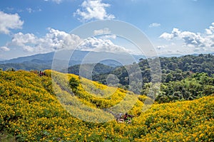 Landscape of Yellow flower field.Tree Marigold or Maxican sunflower field Dok buatong in thai  at chiang rai province north of photo