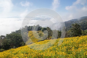 Landscape of Yellow flower field.Tree Marigold or Maxican sunflower field Dok buatong in thai  at chiang rai province north of photo