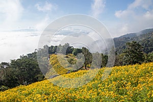 Landscape of Yellow flower field.Tree Marigold or Maxican sunflower field Dok buatong in thai  at chiang rai province north of