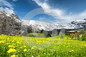 Landscape of yellow flower fields in Switzerland. photo