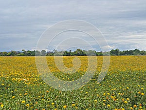 Landscape with yellow flowers