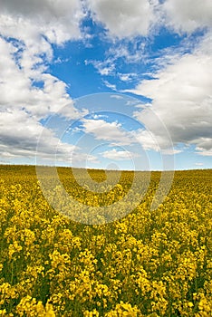 Landscape of yellow flowers, blue sky and clouds