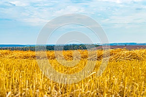 Landscape with yellow grain fields