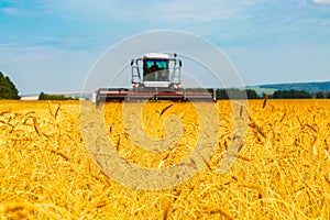 Landscape with yellow grain fields