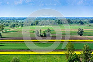 Landscape with yellow oilseed