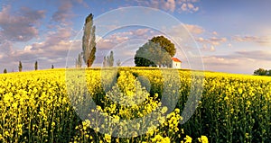 Landscape on Yellow rape fields at sunset with chapel