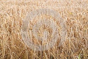 Landscape of yellow wheat field ready for harvest, growing on a rural farm in summer background. Organic and sustainable