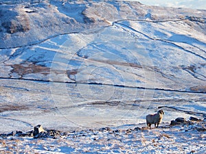 Landscape in yorkshire Dales