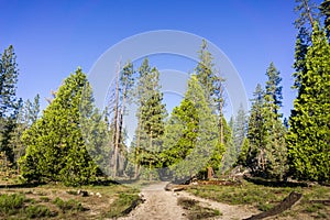 Landscape in Yosemite National Park, California