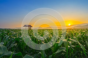 Young green corn field at Thailand agricultural garden and light shines sunset in the evening