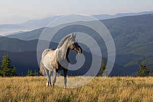 Landscape with the young horse