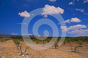 Landscape of young plantations in Hanadiv valley Israel