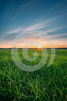 Landscape Of Young Spring Green Sprouts Of Wheat In Field Under