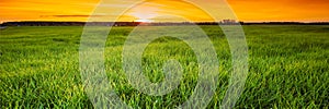 Landscape Of Young Spring Green Sprouts Of Wheat In Field Under Scenic Summer Colorful Dramatic Sky At Sunset Or Sunrise