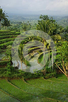 Landscape of young watered ricefields