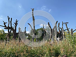 The landscape of the Zurich zoo or The Zoo ZÃÂ¼rich - die Landschaft des zÃÂ¼rcher Zoos oder Zuerich Zoologischer Garten - ZÃÂ¼rich photo