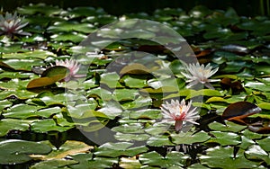 Landscaped beautiful garden pond with water lily or lotus flower Marliacea Rosea in shadow