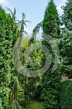 Landscaped evergreen garden with Juniper Juniperus communis Horstmann and Thuja occidentalis Columna photo