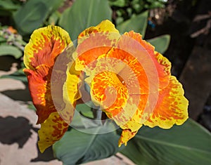 Landscaped flower garden