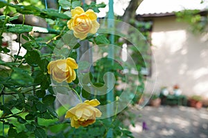 Landscaped front yard of a house with yellow roses flowers