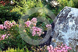 Landscaped garden with flowerbed