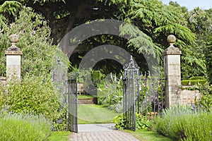 Landscaped garden with ornamental iron gate by flowering lavender