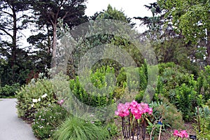 A landscaped garden with pink Amaryllis, grasses, bushes, pine trees and a walking path in the summer