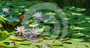 Landscaped garden pond with water lilies or lotus flowers Marliacea Rosea and grass snake Natrix natrix Persa photo