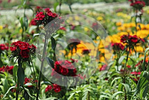 Landscaped red flowers