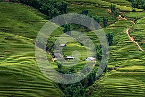 Landscaped Scenery View of Agriculture Rice Fields, Nature Landscape of Rice Terrace Field at Sapa, Vietnam. Panorama Countryside